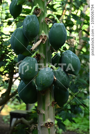 番木瓜花和果實 109006794