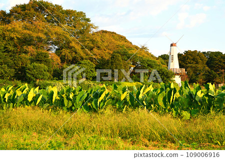 Dutch windmill tower, Miharashi Park, early autumn scenery 109006916