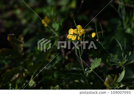 白屈菜花 - 一種有毒植物，但卻是對皮膚和內科疾病有效的藥草“百草之王”。 109007093