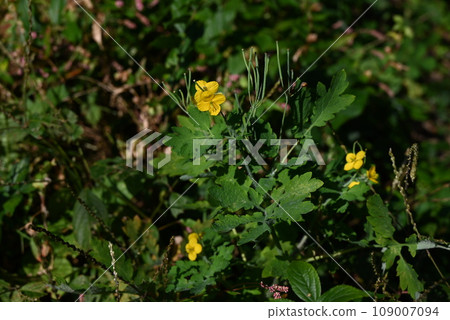 白屈菜花 - 一種有毒植物，但卻是對皮膚和內科疾病有效的藥草“百草之王”。 109007094