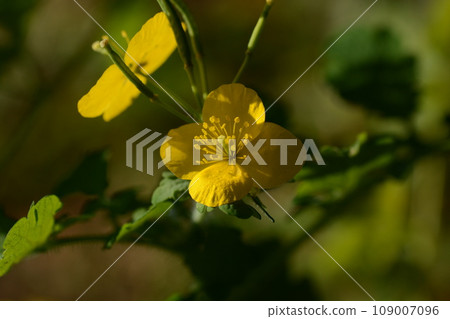 白屈菜花 - 一種有毒植物，但卻是對皮膚和內科疾病有效的藥草“百草之王”。 109007096