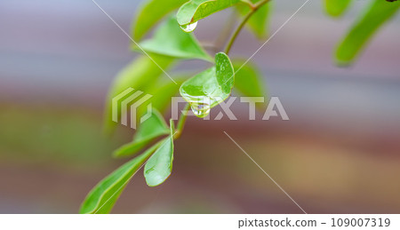 Sunbeams filtering through the trees and water droplets on the leaves Sunbeams filtering through the trees and water droplets on the leaves 109007319