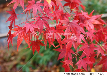 Momiji on crimson foliage season 109007322