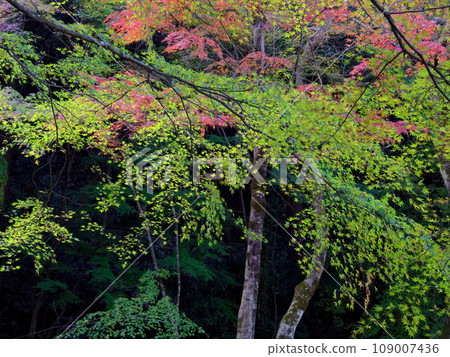 Autumn leaves at Eihoji garden of the Nanzenji school of the Rinzai sect Autumn leaves at Eihoji garden of the Nanzenji school of the Rinzai sect 109007436