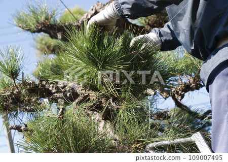 園丁修剪黑松 109007495