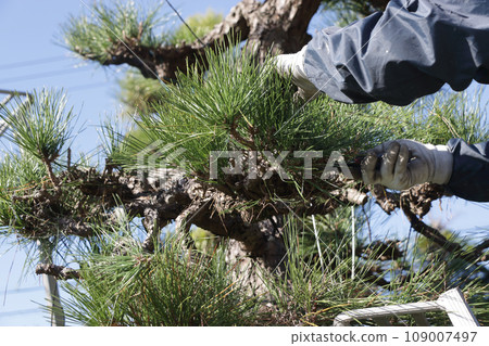 園丁修剪黑松 園丁修剪黑松 109007497