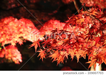 Autumn leaves Lighted up Momiji 109007703
