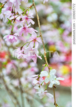 Beautiful weeping cherry blossoms at Rokkakudo, Shiunzan Chohoji Temple, Kyoto (Nakagyo Ward, Kyoto City) Beautiful weeping cherry blossoms at Rokkakudo, Shiunzan Chohoji Temple, Kyoto (Nakagyo Ward, Kyoto City) 109007772