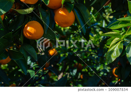 蜜柑農場 蜜柑農場 109007834