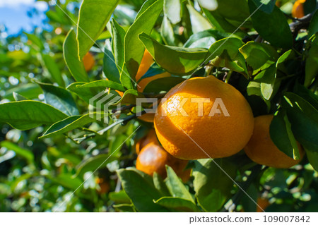 Mikan Mikan Farm Mikan Mikan Farm 109007842