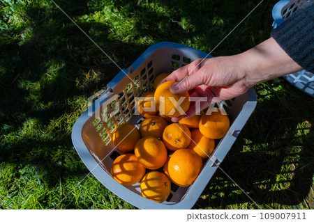 柑橘漏勺 柑橘漏勺 109007911