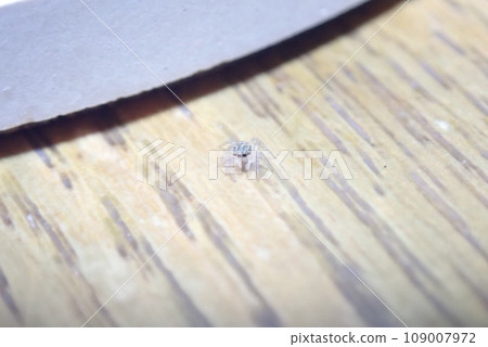 baby jumping spider baby jumping spider 109007972