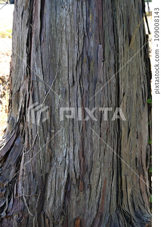 Cypress leaves, bark, cones Cypress leaves, bark, cones 109008143