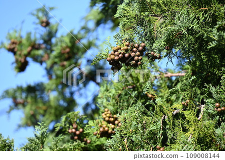 Cypress leaves, bark, cones Cypress leaves, bark, cones 109008144