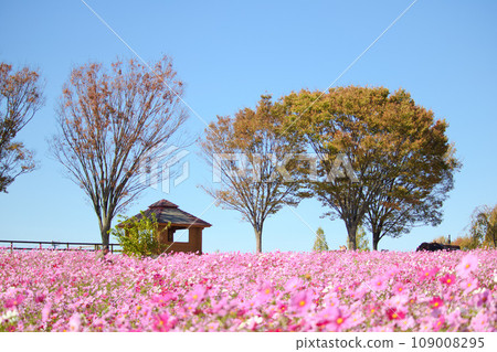 [愛知縣] 日新市愛知農場波斯菊田 109008295