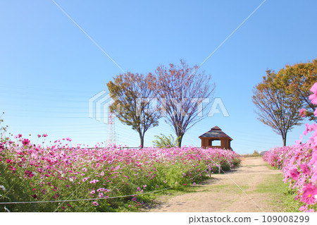 [Aichi Prefecture] Aichi Farm Cosmos Field in Nisshin City 109008299