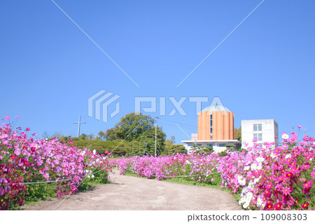 [Aichi Prefecture] Aichi Farm Cosmos Field in Nisshin City 109008303