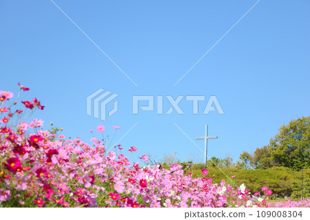 [Aichi Prefecture] Aichi Farm Cosmos Field in Nisshin City 109008304