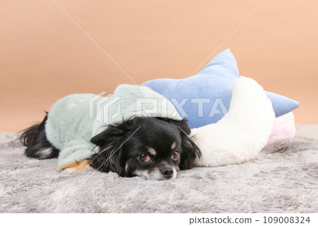 Chihuahua wearing clothes lying next to a cushion 109008324
