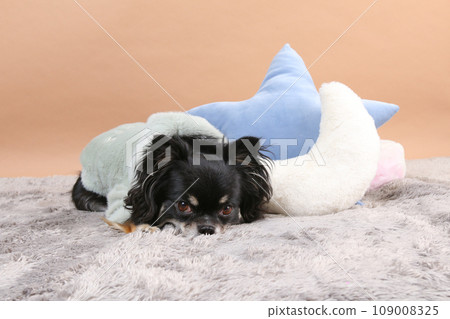 Chihuahua wearing clothes lying next to a cushion 109008325