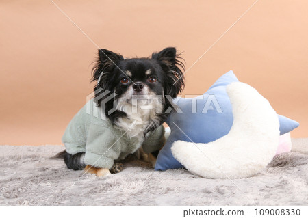 奇瓦瓦狗坐在墊子旁邊 109008330