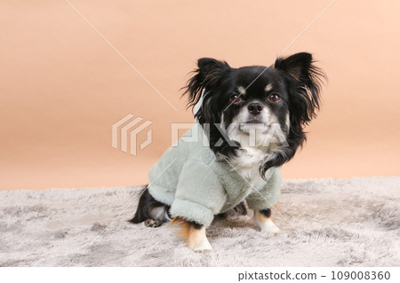 Black and tan Chihuahua sitting in clothes Black and tan Chihuahua sitting in clothes 109008360