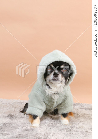 吉娃娃,一隻戴著衣帽的小狗 吉娃娃,一隻戴著衣帽的小狗 109008377