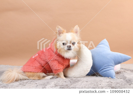 奶油色的吉娃娃坐在墊子旁的衣服裡 109008432