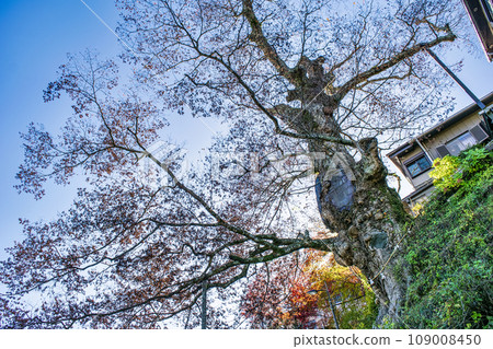 Tokyo, Mt. Mitake, Muso Mitake Shrine, giant sacred tree on the mountain trail, Jindai Zelkova 109008450