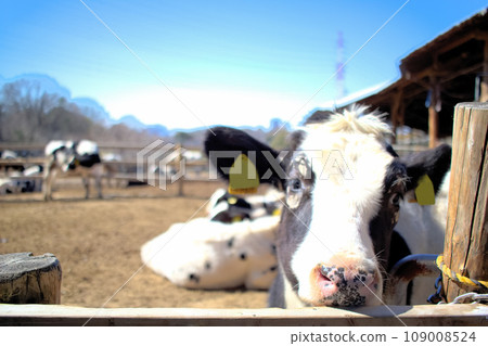 [Aichi Prefecture] Cows at Aichi Ranch in Nisshin City 109008524