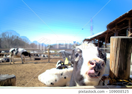 [Aichi Prefecture] Cows at Aichi Ranch in Nisshin City 109008525