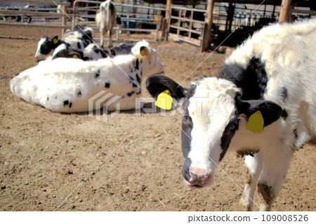[Aichi Prefecture] Cows at Aichi Ranch in Nisshin City 109008526