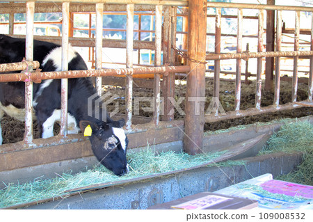 [Aichi Prefecture] Cows at Aichi Ranch in Nisshin City 109008532