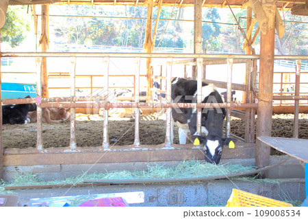 [Aichi Prefecture] Cows at Aichi Ranch in Nisshin City 109008534