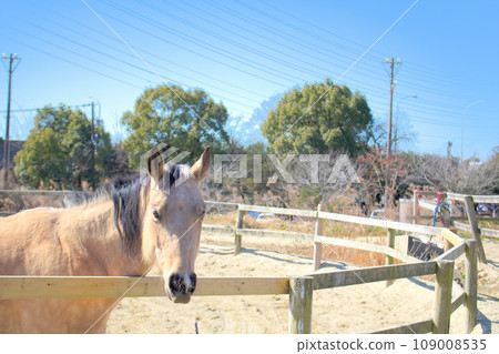 [Aichi Prefecture] Horses at Aichi Farm in Nisshin City 109008535