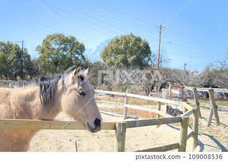 [Aichi Prefecture] Horses at Aichi Farm in Nisshin City 109008536