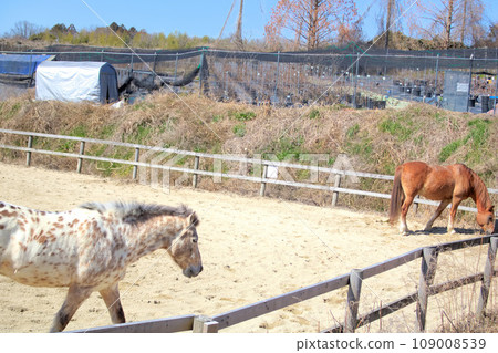 [Aichi Prefecture] Horses at Aichi Farm in Nisshin City 109008539