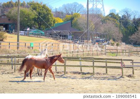 [愛知縣] 日新市愛知農場的馬匹 109008541