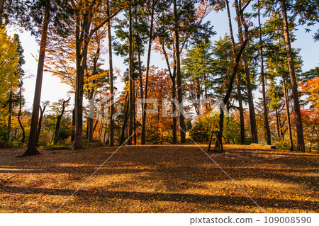 秋葉的藤森公園,東京 秋葉的藤森公園,東京 109008590