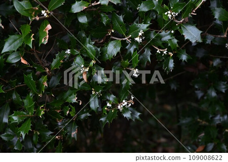 Holly flowers Holly flowers 109008622