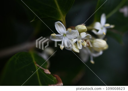 Holly flowers Holly flowers 109008623