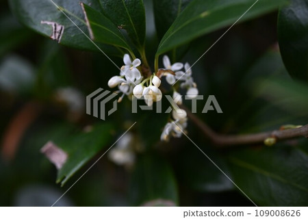 Holly flowers 109008626