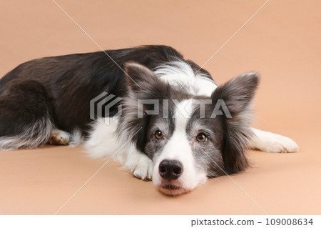 邊境牧羊犬將下巴平放在地板上 邊境牧羊犬將下巴平放在地板上 109008634