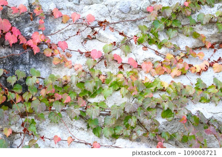 white rock covered with ivy 109008721