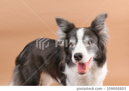 Border collie in standing pose Border collie in standing pose 109008803