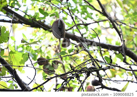Akebia fruit - the taste of autumn / When ripe, it splits vertically to reveal the pulp and seeds, which is why it is called an ``open fruit''. Akebia fruit - the taste of autumn / When ripe, it splits vertically to reveal the pulp and seeds, which is why it is called an ``open fruit''. 109008825