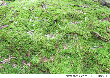 Background material moss moss Background material moss moss 109008831