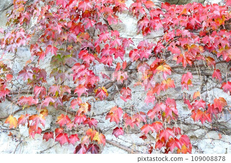 white rock covered with ivy 109008878