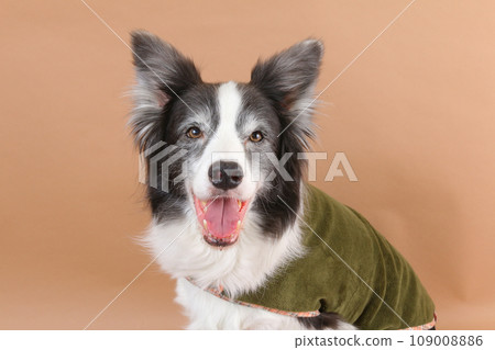 一隻微笑的邊境牧羊犬穿著衣服坐著 一隻微笑的邊境牧羊犬穿著衣服坐著 109008886