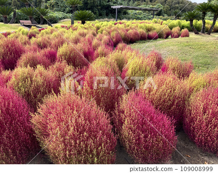 Broom Gichochia Broom Gichochia 109008999